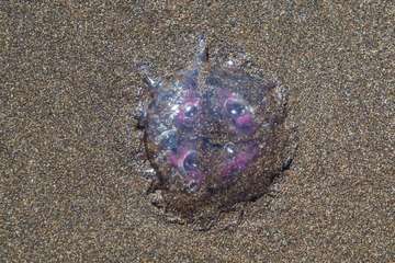 La playa de Melenara se llena de medusas (Foto Antonio Rico)